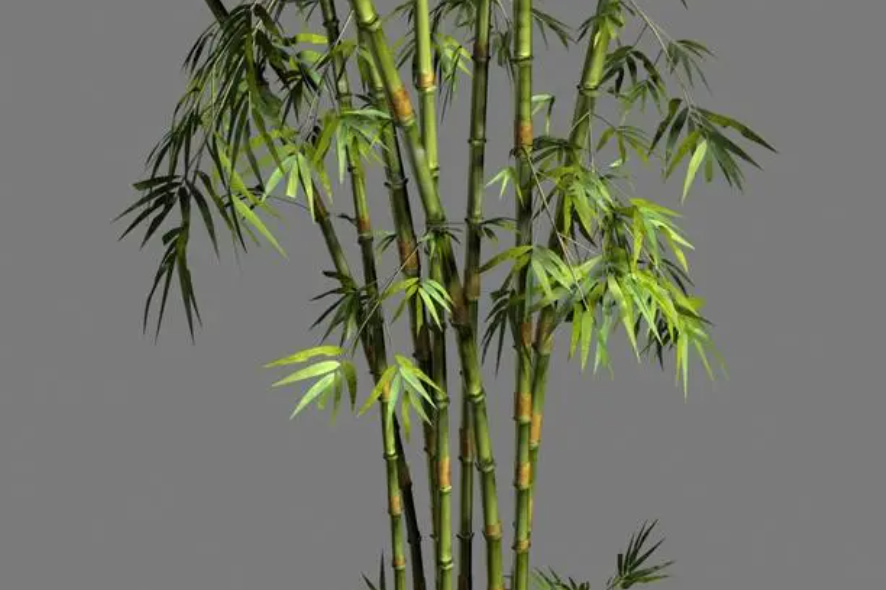 竹子代表什么人