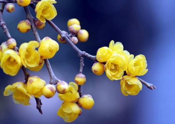 腊梅与梅花有什么区别