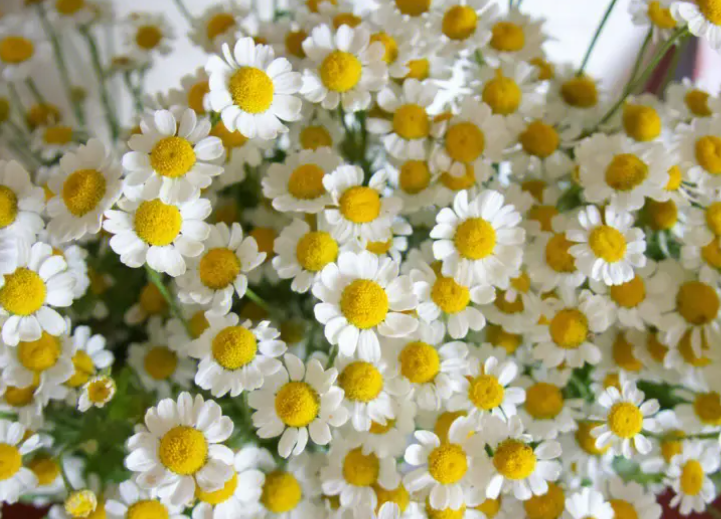 洋甘菊的花语和寓意