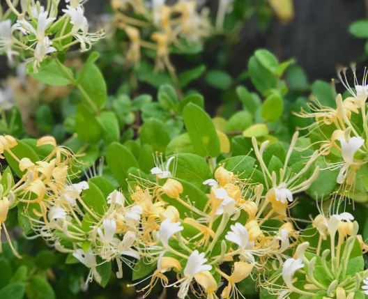 金银花的花朵为什么会变色