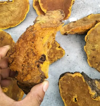 桑黄是怎么管理的