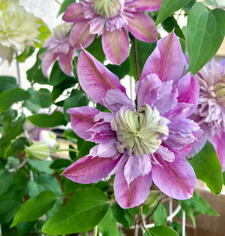 铁线莲的养殖方法和注意事项