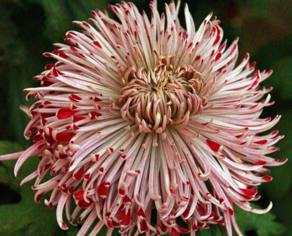 秋天的花有哪些