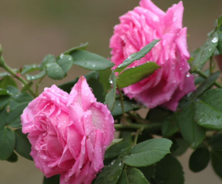 上海市的市花是什么呢