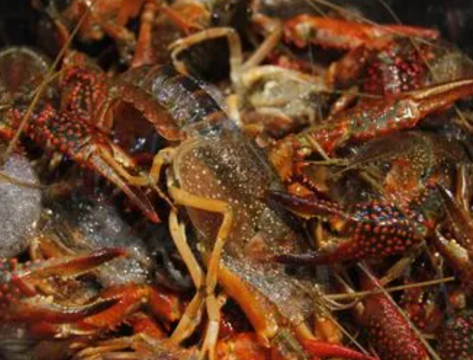 龙虾养殖技术如何