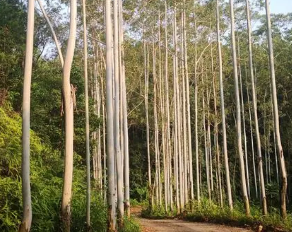 桉树的危害是什么呢