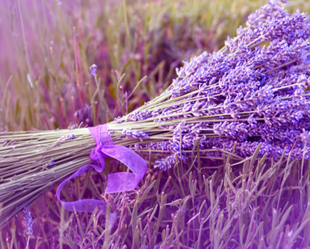 薰衣草的花语是什么