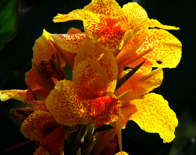 美人蕉的花语是什么呢