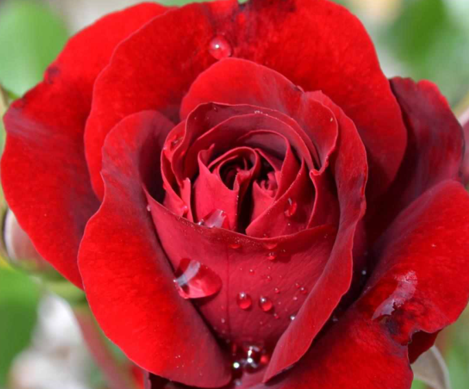 玫瑰花如何种植