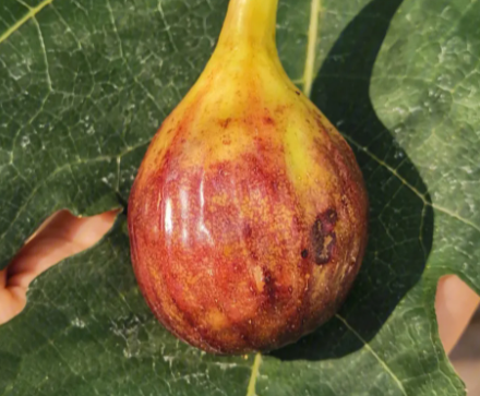 无花果怎么种植