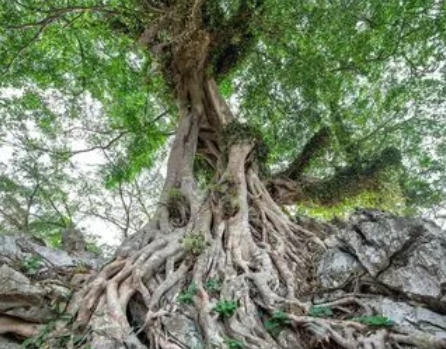 榕树的资料有哪些