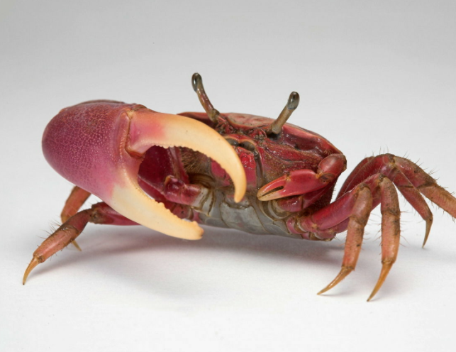 螃蟹公母怎么分