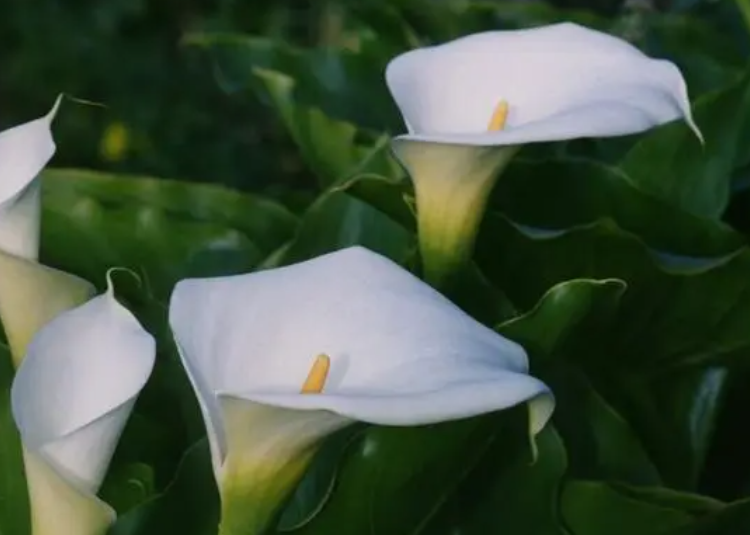 马蹄莲的养殖方法是什么