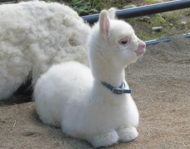 羊驼为什么叫草泥马