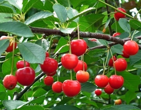 樱桃树怎么种植