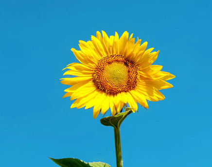 向日葵为什么向着太阳