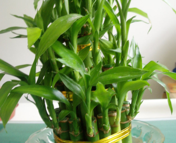 富贵竹的养殖方法是什么