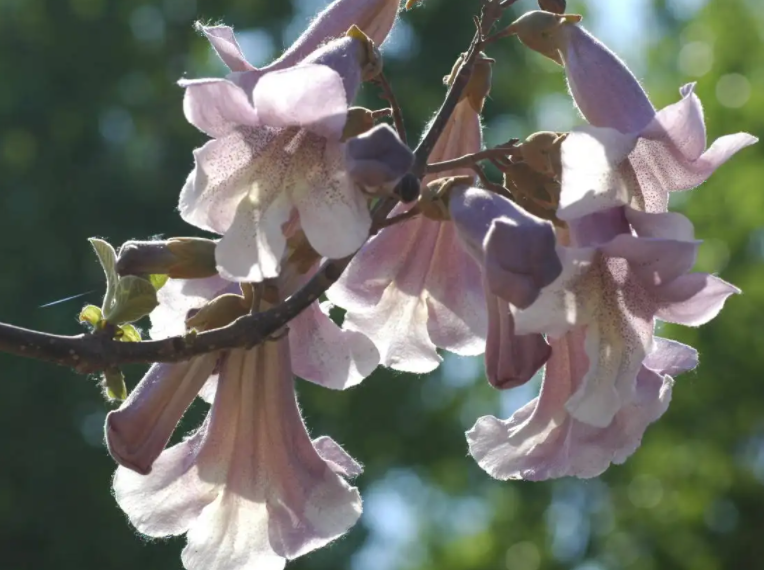 泡桐是什么意思