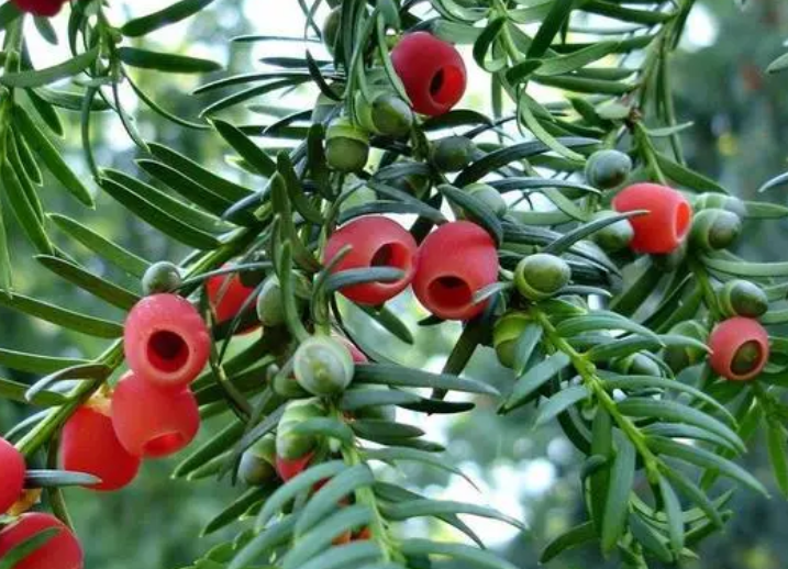 红豆杉种苗怎么种植