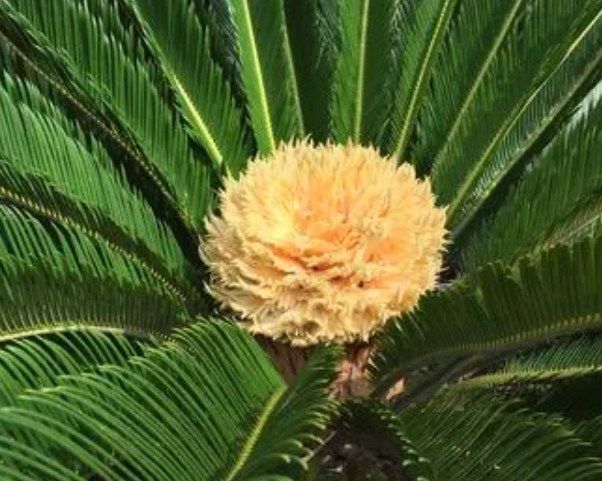 铁树开花好不好