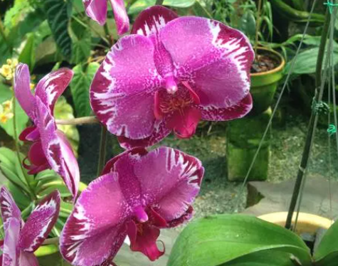 兰花种植方法是什么