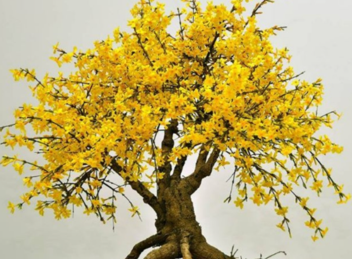 迎春花盆景怎么种植