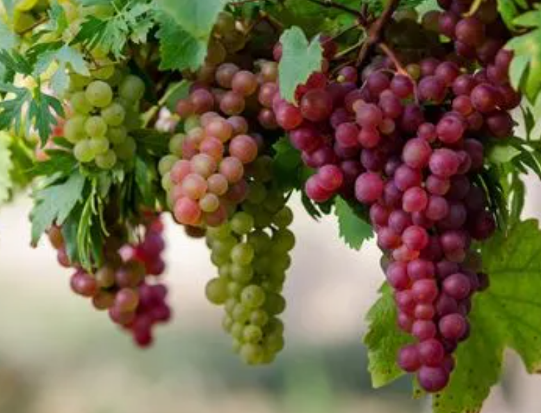 葡萄的栽培技术是什么