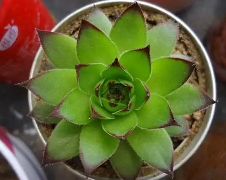 景天科观音莲是什么植物