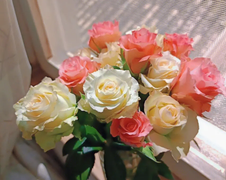 玫瑰颜色代表什么