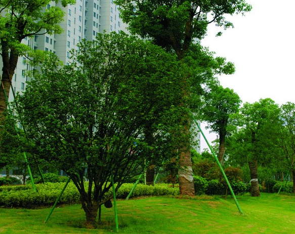 城市绿化树木有什么作用