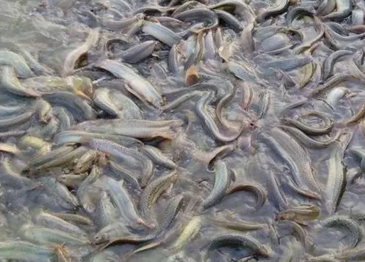 网箱怎么养泥鳅