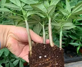 摇钱树树苗怎么购买