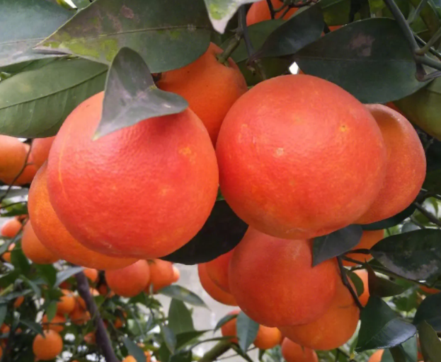 柑橘病虫害怎么防治