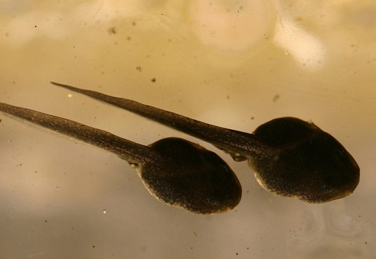 蝌蚪吃什么食物?