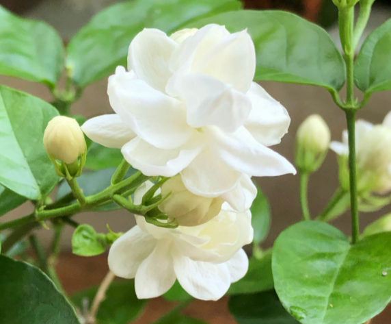 茉莉花的花语是什么