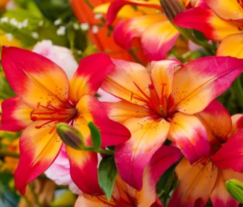 春节适合种什么花