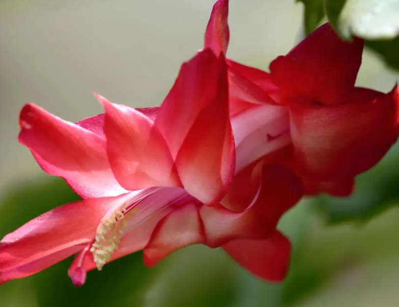 蟹爪兰的养殖方法和注意事项是什么