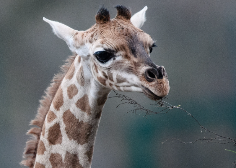 长颈鹿怎么喝水