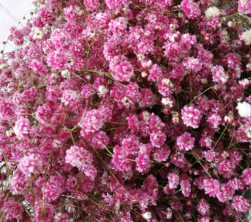 满天星的花语和寓意是什么呢