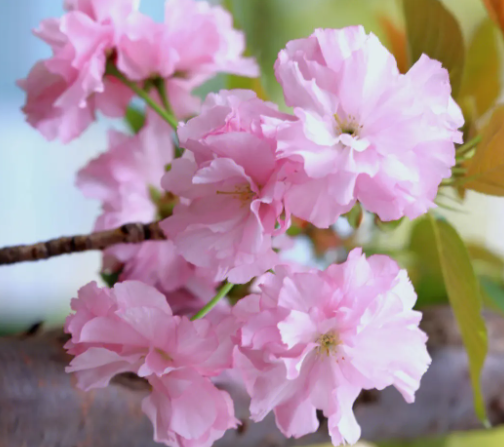 樱花什么时候开