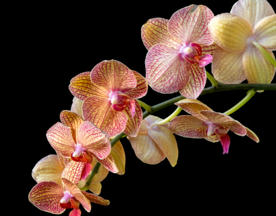 蝴蝶兰浇水的正确方法是什么