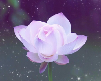 湖南适合种什么花