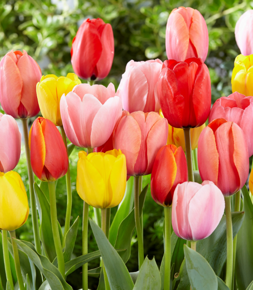 郁金香代表什么