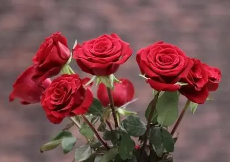 家门口适合种什么花