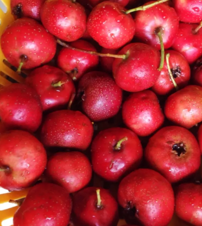 山楂几月份成熟