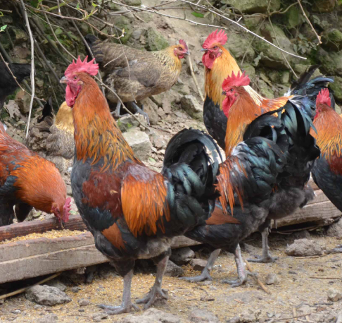 散养土鸡养殖技术