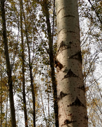 白杨树的三个特点