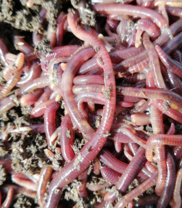 蚯蚓养殖技术与应用