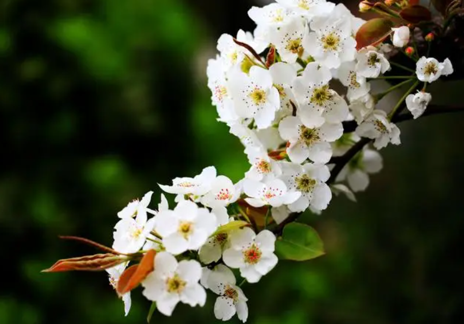 梨花出现二次开花正常吗