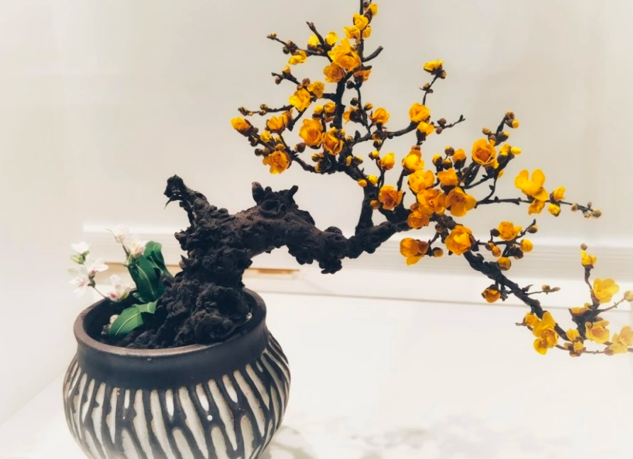 腊梅花盆景